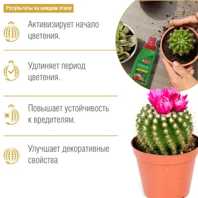 Где купить подарок для любителей кактусов в День кактусовода