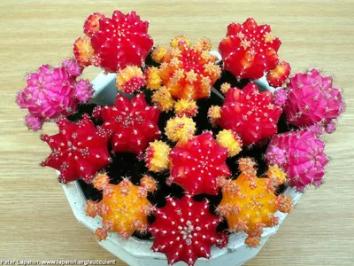 Грунт для кактусов 2,5л Нов-Агро - купить, цена и фото в интернет-магазине  Remont Doma