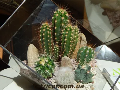 Кактус Cactus