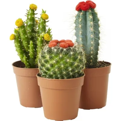 Кактус Echinocactus Grusonii в интернет-магазине VALLES.RU