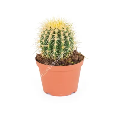 Растение искусственное KoopmanINT Кактусы в кашпо 130см купить в  интернет-магазине Доминго