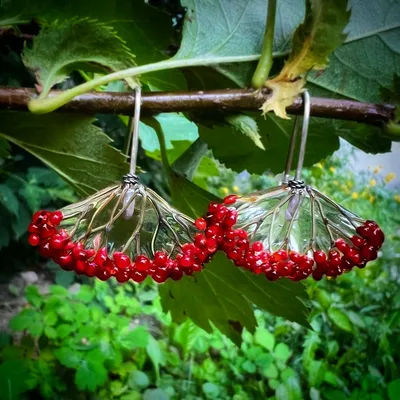Калина Красная гроздь | купить выгодно✵Сады-Эдема.рф –интернет магазин  растений для сада