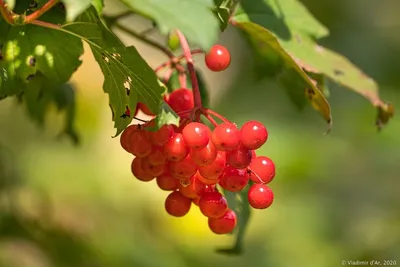 Для поднятия настроения, которого что-то так не хватает в последнее время. Калина  красная❤ #калина #природа #ягоды #ноябрь #berry #nature… | Instagram