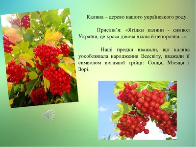 Discover the Beauty of Ukrainian Kalyna Tree