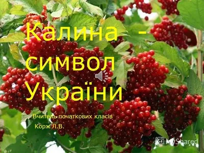 Урок розвитку мовлення з української мови для 4 класу \"Калина - символ  України\"