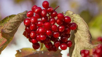 🍒 Купить ягоды калины в Москве: цена от 260 руб за красные и черные свежие  плоды — Дикоед
