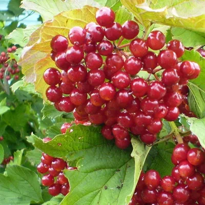 Калина обыкновенная (Viburnum opulus, калина красная)