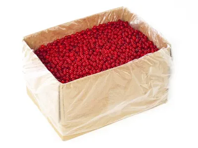 Калина красная. Чем полезна осенняя ягода? | Полезное | ЗДОРОВЬЕ | АиФ  Оренбург