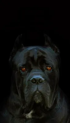 пёс породы кане-корсо | Dogs, Cane corso, Dog breeds