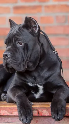 Cane Corso Phone Wallpaper - Mobile Abyss