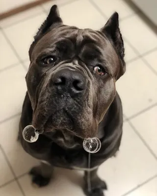 Кане Корсо cane corso | Кане корсо, Фотографии собак, Большие собаки