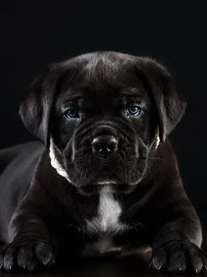 Картинки Кане корсо Собаки черных Животные на черном фоне 600x800
