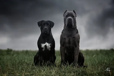 Фотографии Кане корсо Собаки черная Животные на черном фоне 600x800