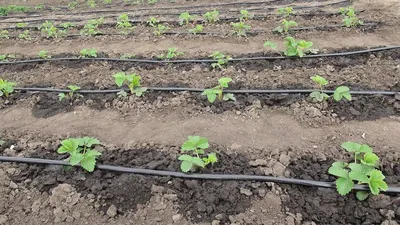 Капельный полив овощных культур 🌱Нормы - АгроВсесвіт