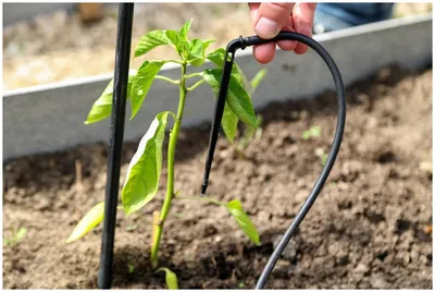 Капельный полив растений в теплице и на огороде: автоматическая система  орошения