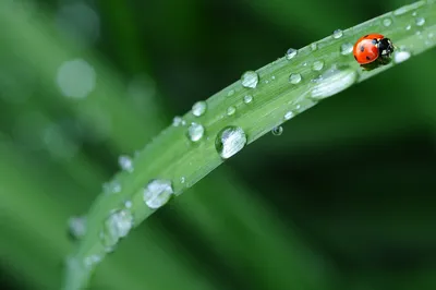 Больше 10 000 бесплатных фотографий на тему «Капли Воды» и «»Дождь - Pixabay