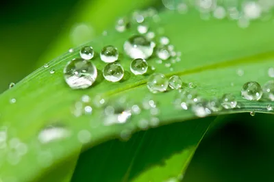 дождевые капли на листьях стеблей, дождевые капли, натуральные, открытые  Стоковое Фото - изображение насчитывающей черенок, свеже: 163151962