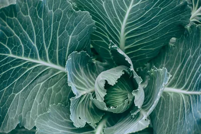 8 видов капусты, которые обязательно надо выращивать на своем участке.  Кладезь витаминов, несложные в уходе | УЧЕНЫЙ АГРОНОМ | Дзен
