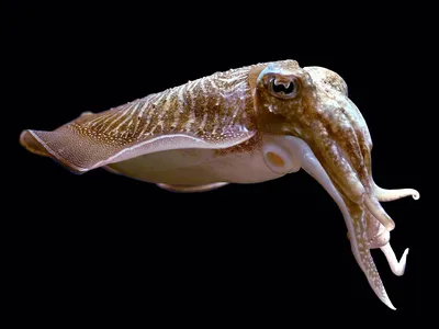 Каракатица: Запоминает обидчика и мстит всю жизнь. Как работает вендетта у  моллюсков? | Пикабу
