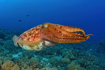Фельдман Екопарк - В тайны океана с #экопарк_развивает! Каракатица - чудо  подводного мира Каракатицы - головоногие моллюски, родственники осьминогам  и 🦑. На передней части головы у них есть своеобразный клюв, которым эти