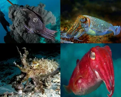 Каракатица морские обитатели животные море Cuttlefish marine life animals  sea рыбы fish | Cuttlefish art, Sea art, Sea illustration