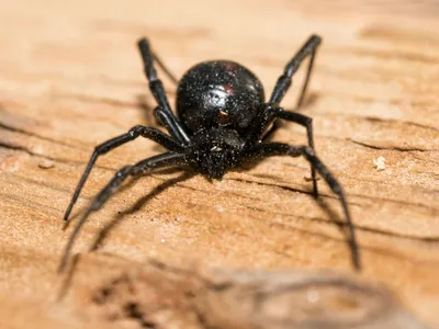 Black Widow Spider or Karakurt Stock Image - Image of background,  arachnophobia: 167578505