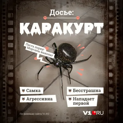 От каракурта до тарантула: Какие уральские пауки наиболее опасны -  Российская газета