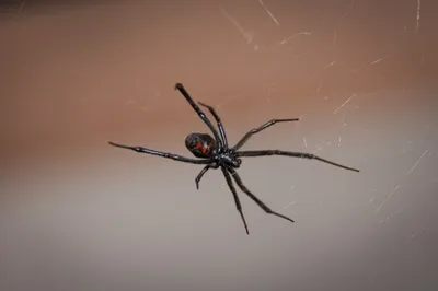 Смертельно ядовитый паук каракурт атакует квартиры волгоградцев