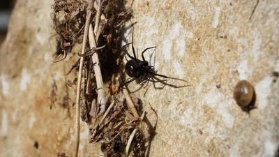 Karakurt | Karakurt spider (Latrodectus tredecimguttatus) is… | Flickr