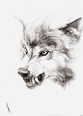 Волк карандашом на бумаге, рисунок …» — создано в Шедевруме