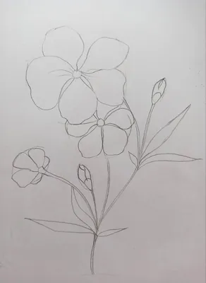 Как нарисовать цветок карандашом. Поэтапный мастер-класс. | Рисуем вместе |  Дзен