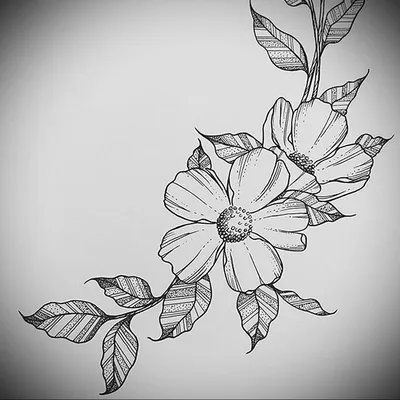 Цветы карандашом для срисовки - 74 фото