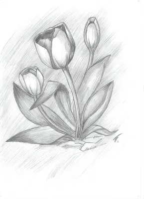 Картинки по запросу букеты цветов карандашом | Gambar flora dan fauna,  Sketsa, Lukisan bunga
