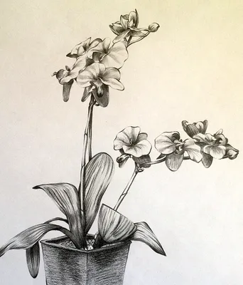 Рисунок карандашом цветы - 73 фото