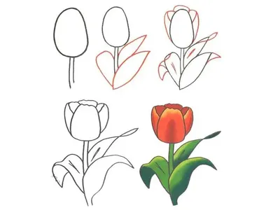 Рисунки цветными карандашами для срисовки цветы (55 шт)