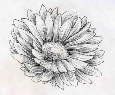 Как нарисовать цветок магнолии цветными карандашами ✎ Таймлапс 👍 - YouTube