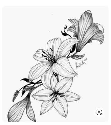 Рисунок розы простым карандашом | Пикабу