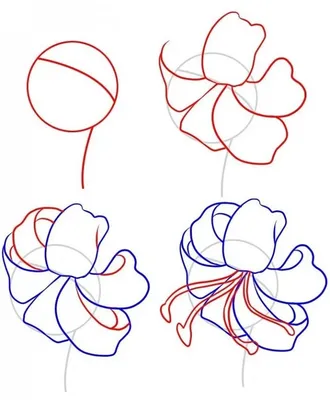 Рисунки цветов карандашом - Мане