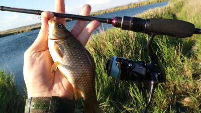 Три простых совета для ловли карася | Рыболов на Дзене | Дзен