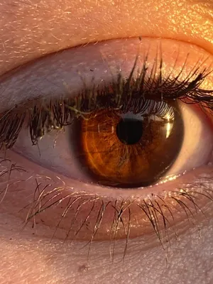 Карие глаза | Коричневые глаза, Фотография глаза, Цвет глаз