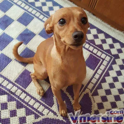 Карликовый пинчер собака: описание, характер, фото, цена