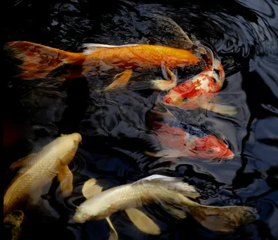 обои : Япония, рыба, Кои, Золотая рыбка, Токио, Карп, Воскресенье,  Theimperialpalace, Фауна, 7dwf, Разноцветный 3458x2985 - - 539316 -  красивые картинки - WallHere