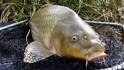 Карп — самая популярная рыба на Крещенском пруду | Официальный сайт