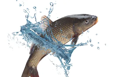Сазан и карп - как не спутать рыбу в астраханских водоемах?