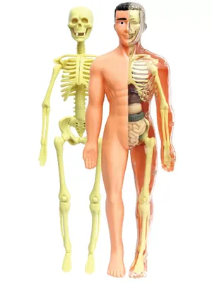скелет человека тела иллюстрация штока. иллюстрации насчитывающей  бескостные - 21747900