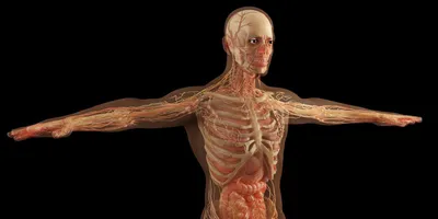 Плакат обучающий А2 ламинир. Мышечная система мышцы человека анатомический  NEW 457x610 мм - купить с доставкой по выгодным ценам в интернет-магазине  OZON (346043886)