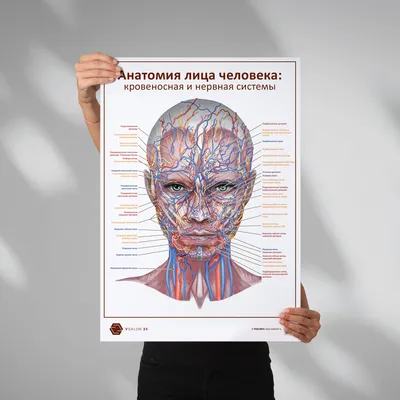 Плакат обучающий А2 ламинир. Скелет человека и система костей анатомический  457x610 мм - купить с доставкой по выгодным ценам в интернет-магазине OZON  (346075550)