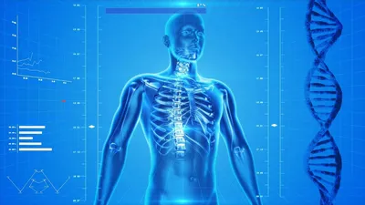 Тело человека (мужчина) - 3D-сцены - Цифровое образование и обучение Мozaik