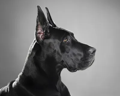 Доги собака» — создано в Шедевруме