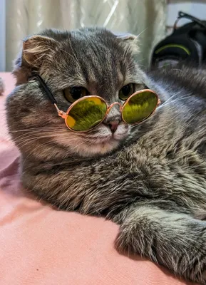 милый крутой кот в солнечных очках, краска, животное, солнечные очки фон  картинки и Фото для бесплатной загрузки